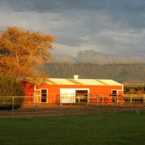 a large green field with trees in the background