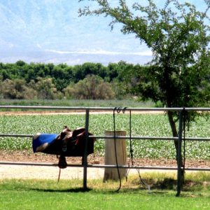 a horse in a fenced in area